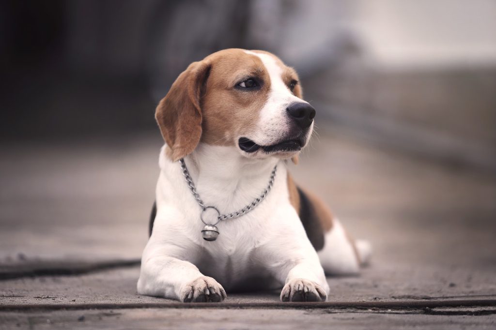 beagle, dog, nature, animal, pet, purebred, beagle puppy